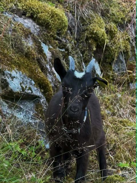 Bente, norsk melkegeit