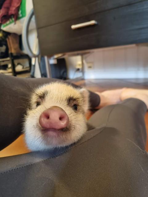 Svein, minigris